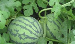 孕妇可以吃白玉瓜,白玉瓜助力母婴健康