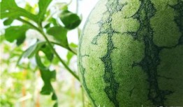 浪山吃瓜视频,揭秘网红视频背后的故事与魅力