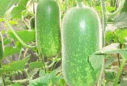 乳瓜早上吃减肥吗,开启健康生活新篇章