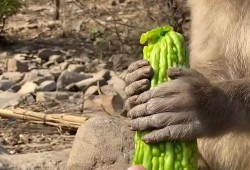 猴子吃瓜图文,猴子欢乐吃瓜瞬间