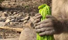 猴子吃瓜图文,猴子欢乐吃瓜瞬间