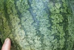 谁会喜欢吃沙瓜,揭秘沙瓜的独特魅力