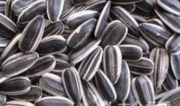 吃瓜子听瓜图片,跟随图片探寻瓜子的魅力与故事