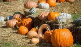 泰安汶南吃瓜,清凉一夏，品味民俗风情