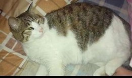 猫咪吃瓜音乐,猫咪吃瓜音乐盛宴