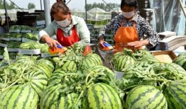 韩国吃瓜的季节