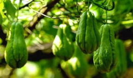 吃佛手瓜会过敏,了解食用佛手瓜可能引发的过敏反应