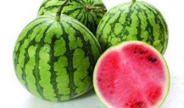 南瓜吃瓜不吃瓜的意思,揭秘南瓜的独特饮食习惯