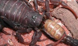 吃蝎子瓜,探寻蝎子瓜的独特风味之旅