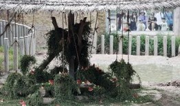 犀牛如何吃瓜,揭秘它们独特的饮食习惯