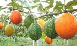 瓜蒌嫩瓜怎么吃,营养美味尽享其中