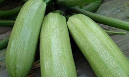 二饼康县吃瓜,一场别开生面的吃瓜盛宴