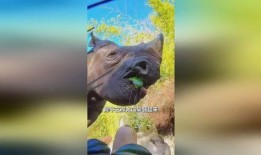 犀牛吃瓜图文,瓜果飘香夏日乐