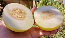 称瓜怎么吃,解锁夏日清凉美味新境界