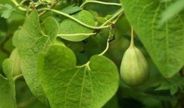 饿了吃梢瓜,夏日消暑美食之旅