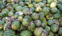 潮州北堤吃瓜,尽享清凉时光