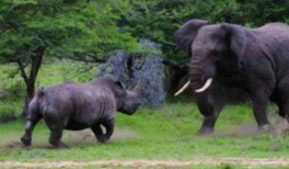 犀牛吃瓜图文,瓜果飘香夏日乐