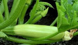 吃白瓜嘴里苦,揭秘吃白瓜嘴里苦的真相