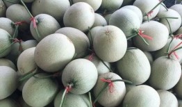 有蛀牙可以吃蜜瓜吗