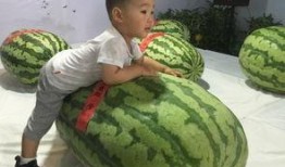 德州吃瓜事件,一场网络舆论的风暴与反思