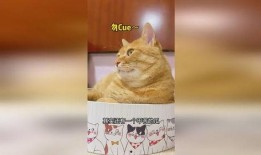 吃瓜猫动漫,揭秘萌宠界的欢乐喜剧