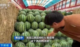 龙海吃瓜图,揭秘网络热图的背后故事