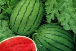 大美吃瓜,揭秘娱乐圈的甜蜜与苦涩