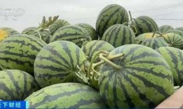 吃瓜不香吗,探寻网络流行语的背后真相