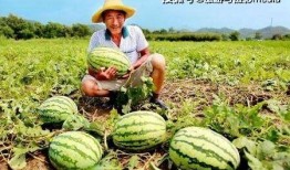 河北吃瓜全部,揭秘地方特色美食背后的故事