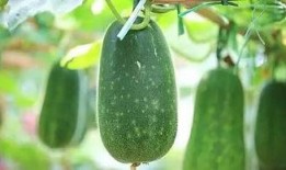 泽瓜怎么吃,解锁美味新体验