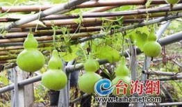 夏季葫芦瓜怎么吃,夏季葫芦瓜的多样美味吃法