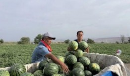 泰安汶南吃瓜,清凉一夏，品味民俗风情