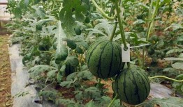 小亚瓜怎么吃,探索美味新境界