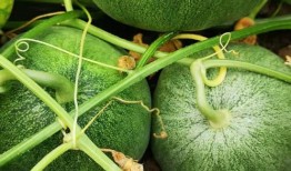 末暗在吃瓜,揭秘娱乐圈背后的秘密与真相