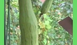 砍瓜怎么吃正确,探索美味与健康的完美结合