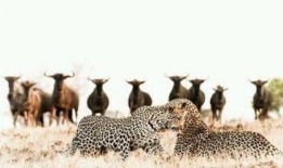 犀牛如何吃瓜,揭秘它们独特的饮食习惯