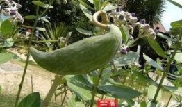 牛角瓜怎么吃最好