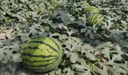 吃瓜人必备手机,揭秘吃瓜人必备手机