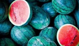 吃瓜澳洲,吃瓜群众的视角看澳洲生活