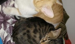 猫咪吃瓜音乐,猫咪吃瓜音乐盛宴