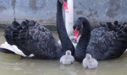 黑天鹅吃瓜,一场意外的美味探险