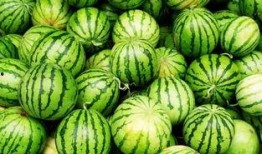 火树吃瓜条,探寻夏日消暑美食的奇妙之旅