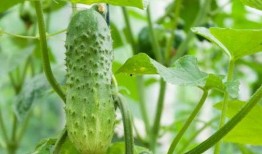 去世亲人吃瓜,那些年我们一起“吃瓜”的温馨回忆