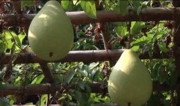 强势吃瓜风水局,布局秘籍，助你成为“瓜界”高手