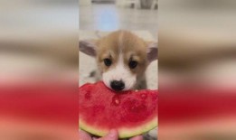 西瓜视频狗子吃瓜,狗子吃瓜的欢乐瞬间