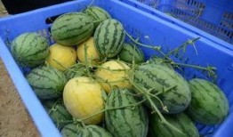 称瓜怎么吃,解锁夏日清凉美味新境界