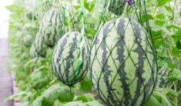 吃瓜定神打一数字,揭秘数字背后的奥秘