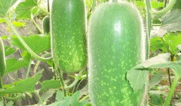 8.28吃瓜汇总,热点事件盘点与幕后揭秘