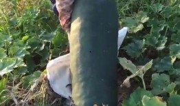 吃瓜吃到烂瓜,揭秘娱乐圈的真相与反思