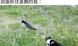 因为吃瓜忘了学习,警惕“吃瓜”成瘾